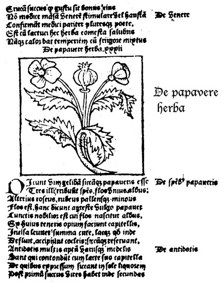 Macer Floridus Odo de Meung Odo Magdunensis pseudo Aemilius Macer
